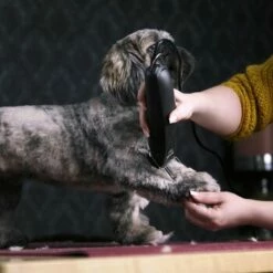 Moser Schermaschine Max 45 Inkl. ASK 9 Moser Schermaschine Max 45 Inkl. ASK -FRESSNAPF Geschäfte 12b5621609f225e0a77e7717729914be12ea8fce a735613b366205c26cf6cdb16f9f7449886f1457