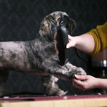 Moser Schermaschine Max 45 Inkl. ASK 4 Moser Schermaschine Max 45 Inkl. ASK – Bild 2