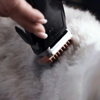 Moser Schermaschine REX 6 Moser Schermaschine REX – Bild 4