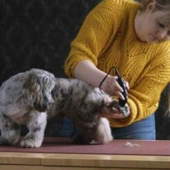 Moser Schermaschine REX MINI -FRESSNAPF Geschäfte 26311403a9d7b70c3de3d6d478c9b7979d52d818 8d6659a959561a0e293ec7332a89fd631110efed