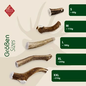 ChronoBalance Rothirsch Geweihstange Ganze Und Runde Stücke 300 G 7 ChronoBalance Rothirsch Geweihstange Ganze Und Runde Stücke 300 G – Bild 5