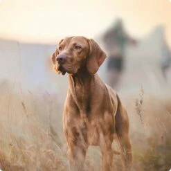 REAL NATURE Adult Pouches 6x300g Hirsch & Huhn -FRESSNAPF Geschäfte 2a7e6cb20be89e03efc3fb044f52385d1267f3cd 1314110 de DE Real Nature Original Dog bild 9