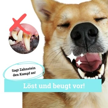 BeG Buddy Zahn Weiß Dental Spray, Zahnpflege & Maulhygiene Hund 5 BeG Buddy Zahn Weiß Dental Spray, Zahnpflege & Maulhygiene Hund – Bild 3