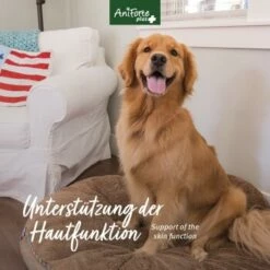 Aniforte Plus Fell & Haut 90 Tabletten -FRESSNAPF Geschäfte 2da2ea83fa248e92ee9acfd2e3f8568c55dcdb31 1455931 de DE 239615c2b00859b7d44aacff60b7aa3d2786ca900XTwAq