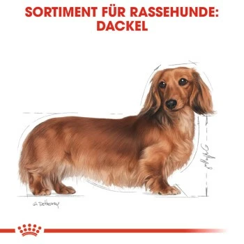 ROYAL CANIN Dachshund Adult Mousse 12x85g 7 ROYAL CANIN Dachshund Adult Mousse 12x85g – Bild 5