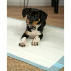 Lionto Welpenunterlage 6-lagig L -FRESSNAPF Geschäfte 4274421ea2d35125f015c28a49d1a6bdcfc126a3 1665927 de DE 302567d508aecfa59a43e3f8f707de496aef7c58MXzLu8