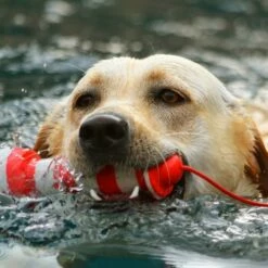 ROGZ Lighthouse Schwimmender Leuchtturm 5 ROGZ Lighthouse Schwimmender Leuchtturm -FRESSNAPF Geschäfte 5a9b4524c755e868571e464e62e32a1b43624bad e8009cc701b9f38b4e0e2980a403a47a99edcf24