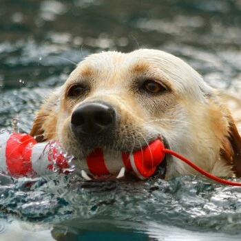 ROGZ Lighthouse Schwimmender Leuchtturm 4 ROGZ Lighthouse Schwimmender Leuchtturm – Bild 2