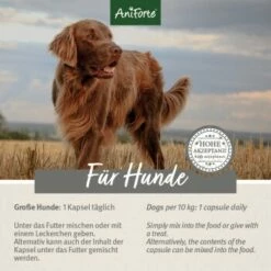 Aniforte Zecken Schild (10 Bis 35kg) Für Hunde 60 Kapseln -FRESSNAPF Geschäfte 5d4c18b2293faf2e5564b5312e60cc2ae485fb29 1332832 de DE ffd45c07e5d1db9ca6ca2f6cb8b8fd03b27d87f7qF1J4e