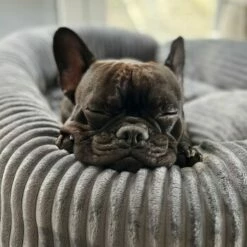 Wallace & Jones Hundebett Cordo Dunkelgrau S -FRESSNAPF Geschäfte 650358cd3f1512840f1cd8a9a581a4dfbde6e458 1449005 de DE dc5e53058606749041c91f632b2e56fc84c2efc1LzmiN1