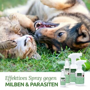 Aniforte Milben-STOP Spray Für Hunde Und Katzen 100 G 5 Aniforte Milben-STOP Spray Für Hunde Und Katzen 100 G – Bild 3