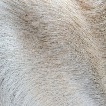 THE DOG IDEA Klassische Hundebürste Naturfibre 6 THE DOG IDEA Klassische Hundebürste Naturfibre – Bild 4