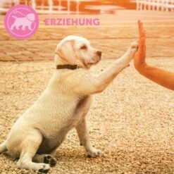 ADAPTIL Junior Halsband Anti Stress Erziehungshalsband 19 ADAPTIL Junior Halsband Anti Stress Erziehungshalsband -FRESSNAPF Geschäfte 67b89bee3850f699c65a5983d0d06574d2ec9208 1287044 7