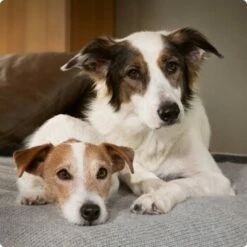 SELECT GOLD Sensitive Adult Mixpaket 6x400g Mixpaket 1 -FRESSNAPF Geschäfte 6abb6915af23c615d0cf74853b0a3bb663e7931c 1096086 de DE 4 Select Gold Dog 1