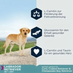 EUKANUBA Breed Specific Labrador Retriever 12 Kg -FRESSNAPF Geschäfte 7759d7148bcca10f74cbba4e63a8bc8e7586a20c 5eddc324ca4cd16b661e8f0f956a0577e0140b3a