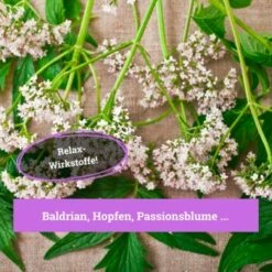 BeG Buddy Beruhigungsmittel Anti Stress 9 BeG Buddy Beruhigungsmittel Anti Stress -FRESSNAPF Geschäfte 7c3846491df427de932f09e57699b9a6d324d947 1457250 de DE c55bd45ac79813393a79e368d342148cdba9e2f0PJmATI