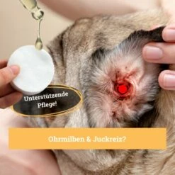 BeG Buddy Ohrreiniger Für Hunde, Juckreiz, Verschmutzung & Ohrmilben, Ohrenpflege Hund -FRESSNAPF Geschäfte 7e57ffedd36efe83c62c35bf2950e792a38dc962 1500787 de DE 4ccff8ce096d74f709ff92188adeaa6426f950e3pEPR1R