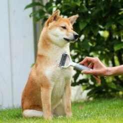 Schlitzohr Unterfellbürste Cookie -FRESSNAPF Geschäfte 8a282a966ab4bc47cbd028495077fe9505bb8eff 1484683 de DE f9a0182d0c3e6b7b158dd177c8fb6ca9048996c68U5RR2