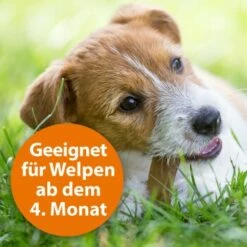 Ardap Zecken- & Floh-Halsband Für Hunde M -FRESSNAPF Geschäfte 8c7780054977f67bacc151139c6a423e7b9598d5 1221081 de DE eaa998d5d9a4dddabb20499675a876ce02b34af5kOh2o6