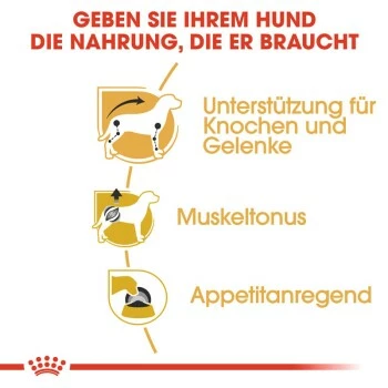 ROYAL CANIN Dachshund Adult Mousse 12x85g 8 ROYAL CANIN Dachshund Adult Mousse 12x85g – Bild 6