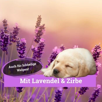 BeG Buddy Körbchen Spray Beruhigung Stress 6 BeG Buddy Körbchen Spray Beruhigung Stress – Bild 4