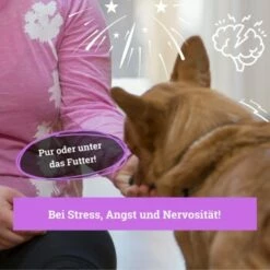 BeG Buddy Beruhigungsmittel Anti Stress 11 BeG Buddy Beruhigungsmittel Anti Stress -FRESSNAPF Geschäfte b103d91cb68ed72492e1a80be5084c66da746197 1457250 de DE 08609e0fa51d07263b2814ccdd31d9130bc0e999N5hPoA