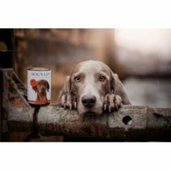 DOG'S LOVE Adult Classic 6x400g Rind Mit Apfel & Spinat -FRESSNAPF Geschäfte b265cad761a7a9214b7bf0254311225958eade7f 1274549 1