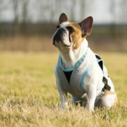 Trovet Suitical Kühlweste Dry Cool M -FRESSNAPF Geschäfte b32e0654ab987d26790de796cf13d2e54cbed73f 1321386 de DE Trovet suitical 6 Kopie