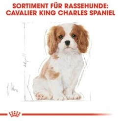 ROYAL CANIN Cavalier King Charles Puppy 1,5kg -FRESSNAPF Geschäfte b61aedf9bd8d9f993d38a0d1f624b61ac5587ac8 37c744fbbc45bd93069752b44af4a2e5d6bff7a9