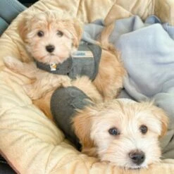 Thundershirt Beruhigungsweste Grau XS -FRESSNAPF Geschäfte b73ccfbb685e050e9f2290d960047b91d2dcc354 1102942 3