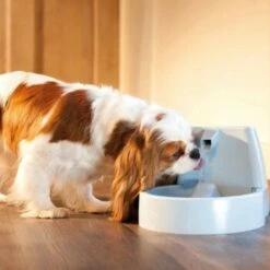 PetSafe Drinkwell Trinkbrunnen Original, 1,5 Liter -FRESSNAPF Geschäfte cb67b5accb6fdd9ec3530e007fd4ef1689efc995 0a695b0c941d72c4fef9fa23bc6300c73cab799d