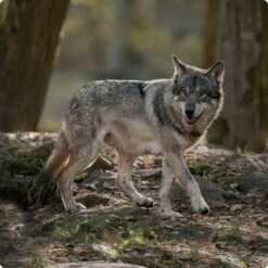 REAL NATURE Wilderness Adult High Ground 6x400 G -FRESSNAPF Geschäfte d8df16d01d44eca47dceb4029baf88ff4ded8402 1248542 de DE Real Nature Wilderness Dog bild 15