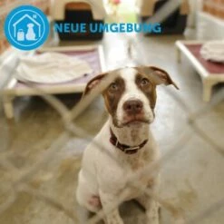 ADAPTIL Calm Halsband Anti Stress Erziehungshalsband S-M -FRESSNAPF Geschäfte d9bbd74a63f2c6a012923d517365dbb7e82e2006 1204441 9