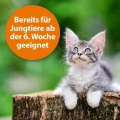 Ardap Zecken- Und Flohpuder 150g 11 Ardap Zecken- Und Flohpuder 150g -FRESSNAPF Geschäfte dbdf009c8d0233872761402d57b066832841a21c 1341059 de DE 346ada57fd64265cd7e33fec00853a93b033d4599B7b3A