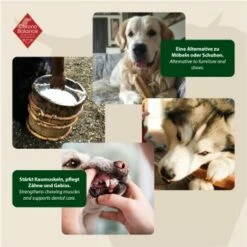 ChronoBalance Kuhmilch Käsestick Für Hunde 65 G -FRESSNAPF Geschäfte e6a87c905a2cea9bcf698f1efe84fa448df25310 1409631 de DE ad3c3860dd1f5c0542b042c1c87b5544be17d6b0QR3AYw