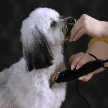 Moser Schermaschine REX 7 Moser Schermaschine REX – Bild 5