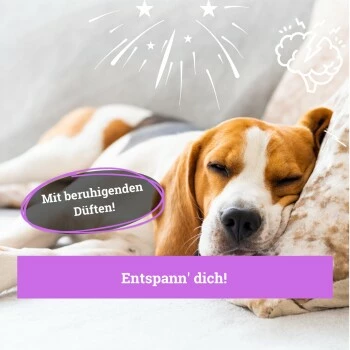 BeG Buddy Körbchen Spray Beruhigung Stress 7 BeG Buddy Körbchen Spray Beruhigung Stress – Bild 5