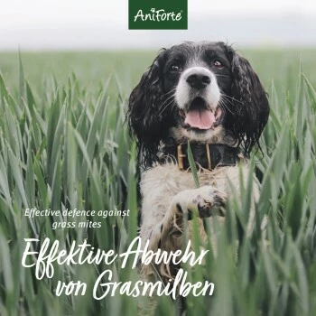 Aniforte Grasmilben-EX Spray Für Hunde 500ml 5 Aniforte Grasmilben-EX Spray Für Hunde 500ml – Bild 3